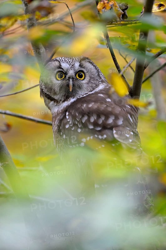 Rauhfusskauz (Aegolius funereus), Boreal owl, adultes Tier, aufmerksam, Oktober, captive, Nationalpark Bayerischer Wald, Bayern, Deutschland