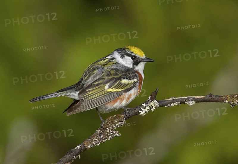 Chestnut-sided Warbler (Setophaga pensylvanica), Michigan, USA