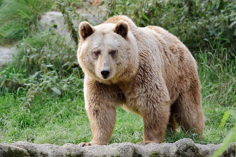 Syrian brown bear (Ursus arctos syriacus), captive, Germany
