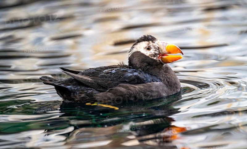 Yellow-crested flounder (Fratercula cirrhata), swimming in the water, Alaska, USA