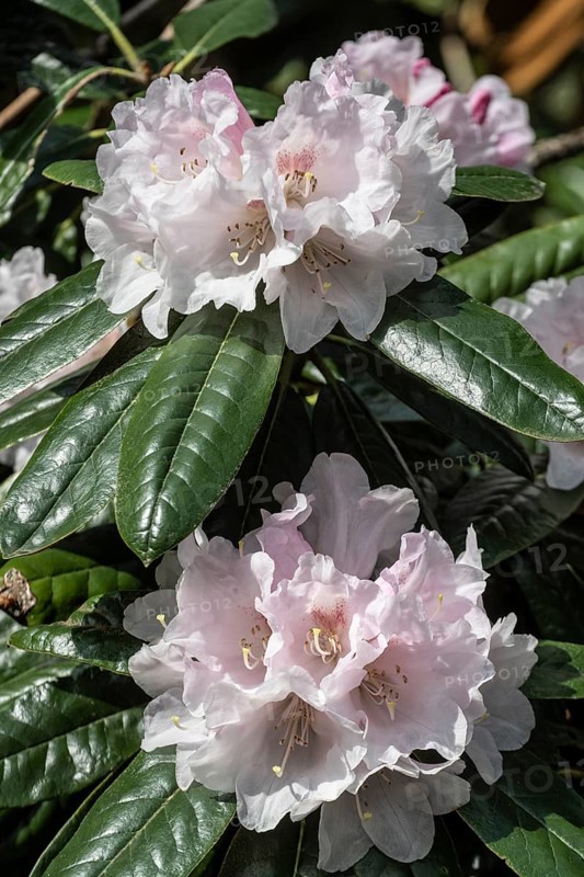 Rhododendron blossom (Rhododendron Teddy Bear), Emsland, Lower Saxony, Germany
