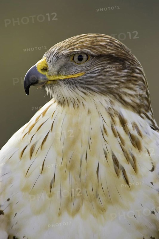 Ferruginous Hawk (Buteo regalis), Arizona, USA