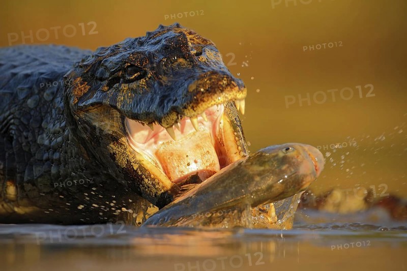 Crocodile Yacare Caiman, with fish in with evening sun, animal in the nature habitat, action feeding scene, Pantanal, Brazil