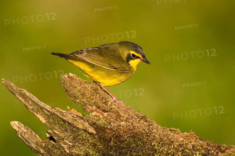 Kentucky Warbler (Geothlypis formosa) male perched on an old mossy trunk, Texas, USA