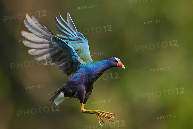 Purple Gallinule (Porphyrio martinica) flying, Ecuador