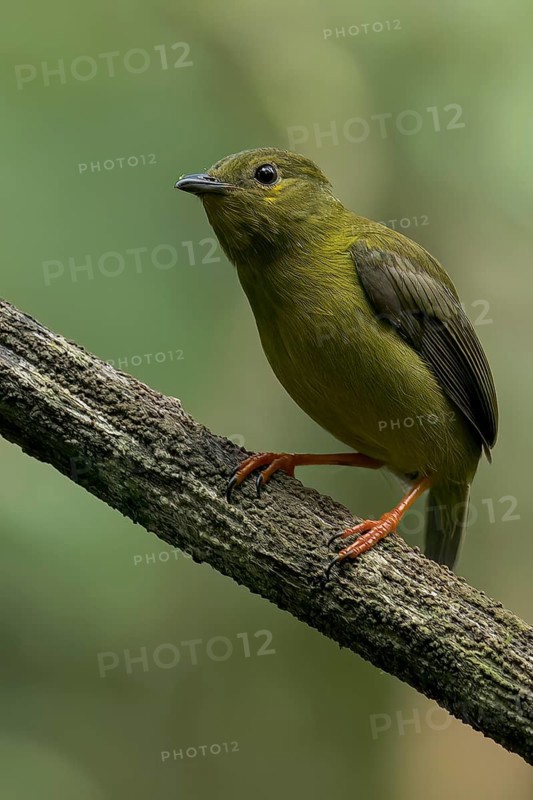 Golden-collared Manakin (Manacus vitellinus) perched on a branch in Panama