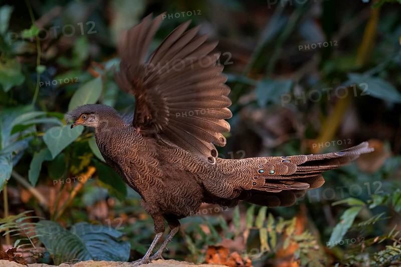 Grey Peacock-Pheasant (Polyplectron bicalcaratum) male flapping, Yunnan, China