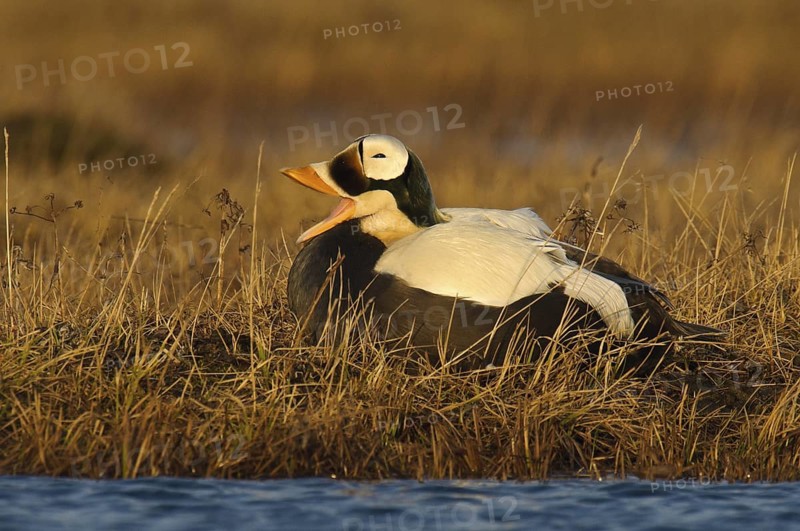 Spectacled Eider (Somateria fischeri) male, Alaska, USA