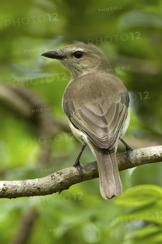 Grey Whistler (Pachycephala simplex), Northern Territory, Australia