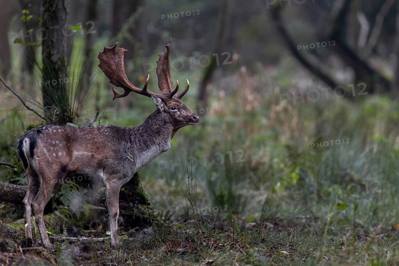The fallow deer (Dama dama) attentively observes the activity on the rutting ground, rutting, mating season, deer rutting, autumn, October, Germany