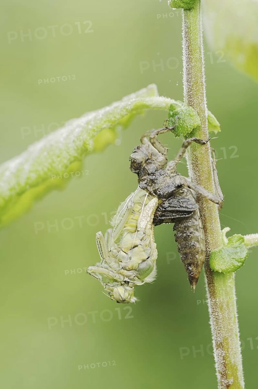 Black-tailed Skimmer (Orthetrum cancellatum), hatch, larva, dragonfly larva, North Rhine-Westphalia, Germany