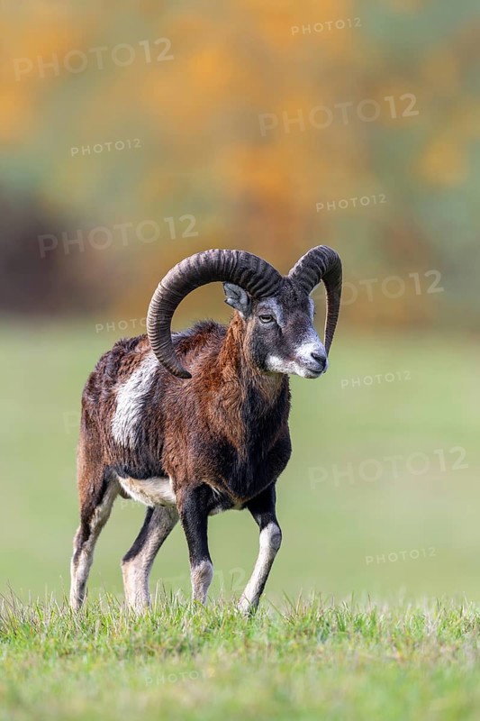 European mouflon (Ovis aries musimon, Ovis gmelini musimon) ram, male with big horns in grassland at forest edge in autumn, fall