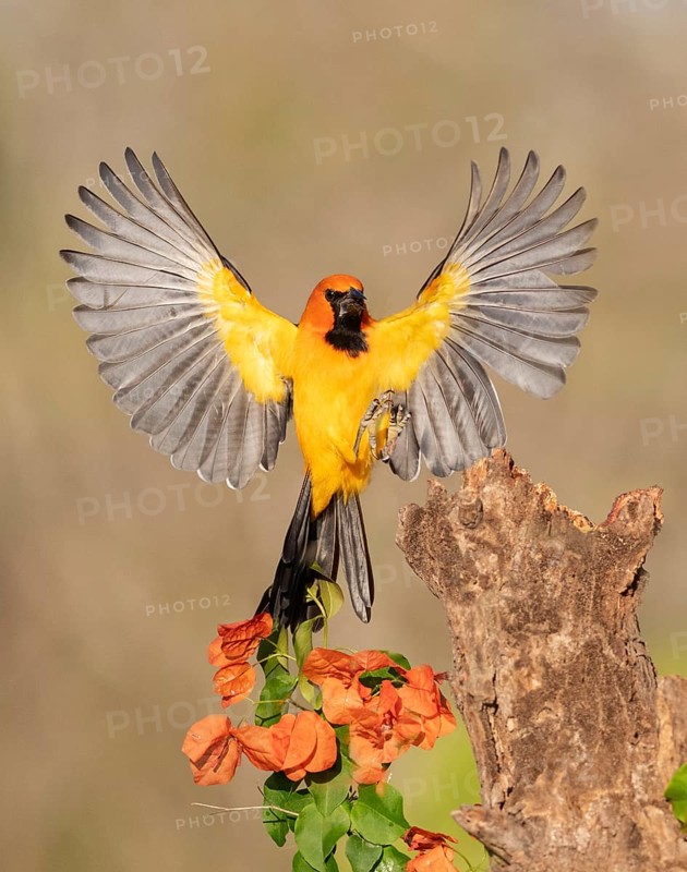 Altamira Oriole (Icterus gularis) approaching a stump, Texas, USA