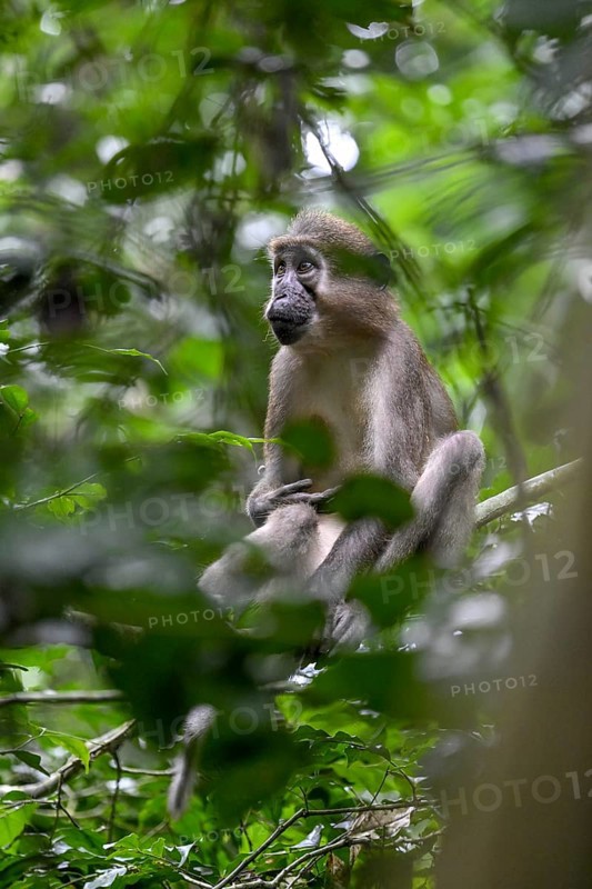 Olive mangabey (Cercocebus agilis) near the Baï-Hokou, Dzanga-Ndoki National Park, Unesco World Heritage Site, Dzanga-Sangha Complex of Protected Areas (DSPAC), Sangha-Mbaéré Prefecture, Central African Republic