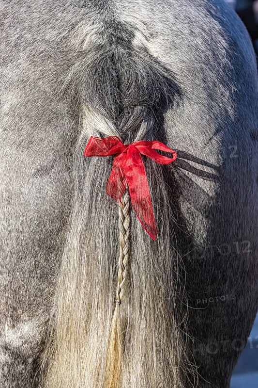 Artfully braided ponytail of a grey horse. The red ribbon is a subtle warning. The horse tends to lash out. Baden-Württemberg, Germany