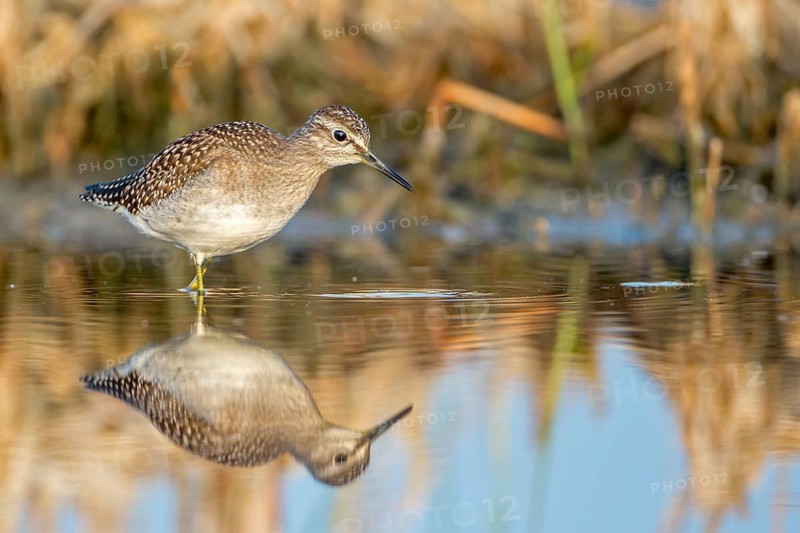 Wood Sandpiper (Tringa glareola), Saxony-Anhalt, Germany
