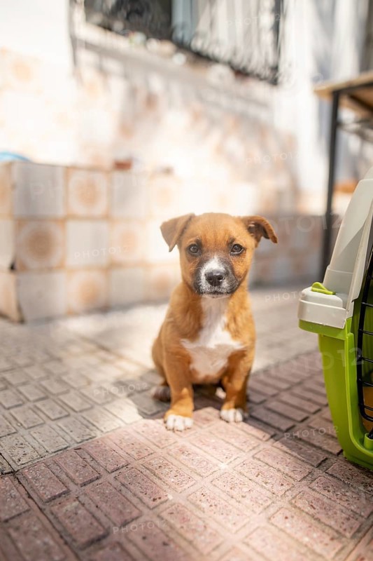 A small brown and white puppy sits on a sunlit patio next to a green pet carrier. The dog gazes curiously, its fur gleaming in the natural light, creating a cute and heartwarming scene at home