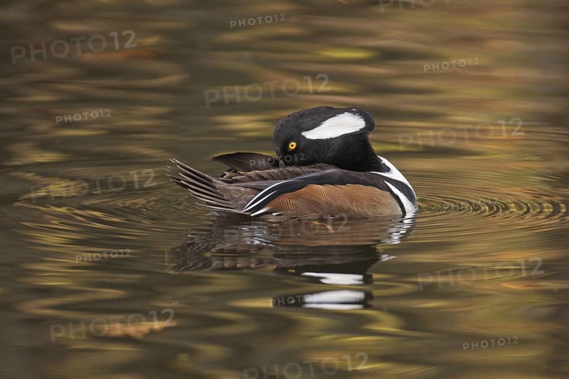 Hooded Merganser (Lophodytes cucullatus) male, Michigan, USA