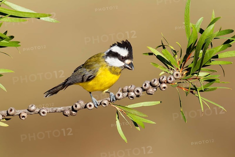 Crested Shriketit (Falcunculus frontatus) female, Victoria, Australia