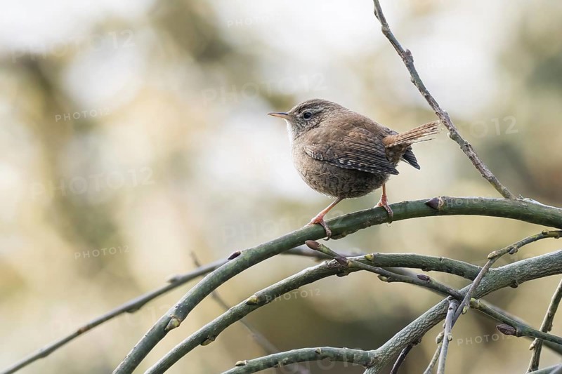 A wren (Troglodytes troglodytes) sitting on a branched, bare branch, Hesse, Germany