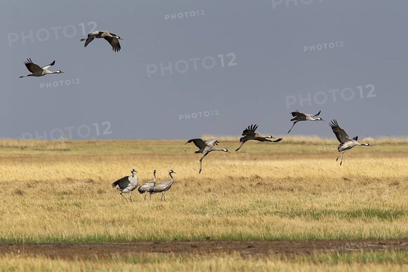 Common Crane (Grus grus grus) group flying, Dornod Aimag, Mongolia