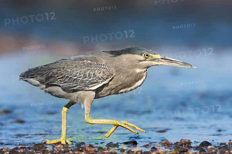 Striated Heron (Butorides striata) hunting, Eilat, Israel