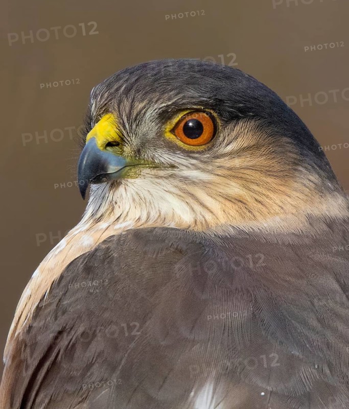 An adult Sharp-shinned Hawk, Accipiter striatus, perched in Saskatoon, Saskatchewan, Canada