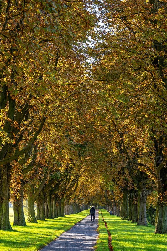 Dense chestnut tree avenue at the Rhine dike near Neuss, Deichallee, autumn, colourful leaves, walker, North Rhine-Westphalia, Germany
