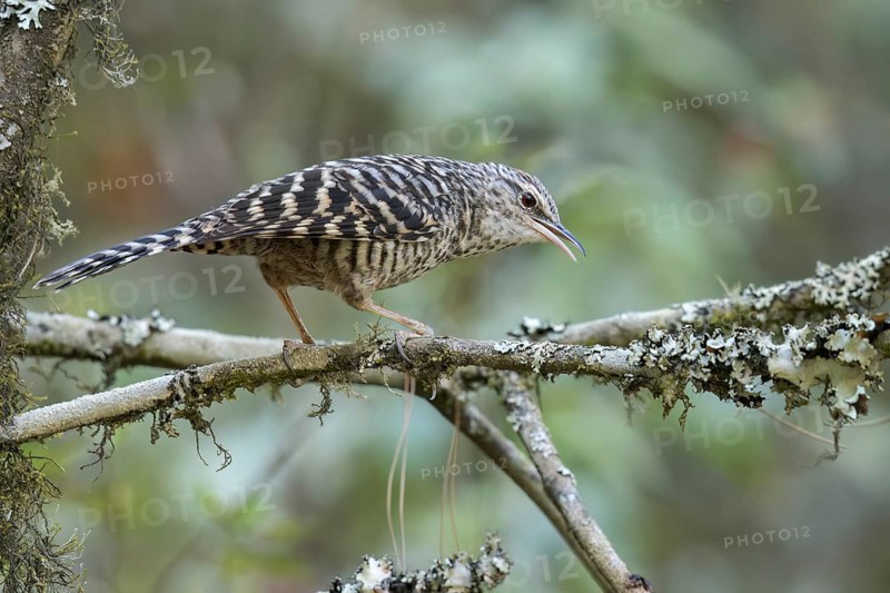 Grey-barred Wren (Campylorhynchus megalopterus) perched on a branch in Oaxaca, Mexico