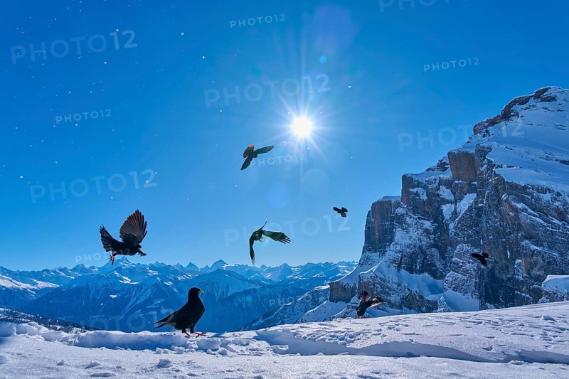 Alpine choughs (Pyrrhocorax graculus), a group of birds flying in the sunshine over snow-covered mountains and blue sky, Gemmi Pass, Leukerbad, Leuk, Valais, Switzerland