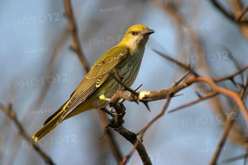Eurasian Golden Oriole (Oriolus oriolus) female, Castile-La Mancha, Spain