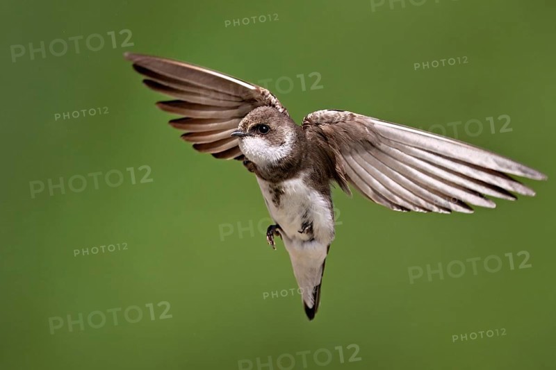 Sand martin (Riparia riparia), in flight, Reussegg nature reserve, Canton Aargau, Switzerland