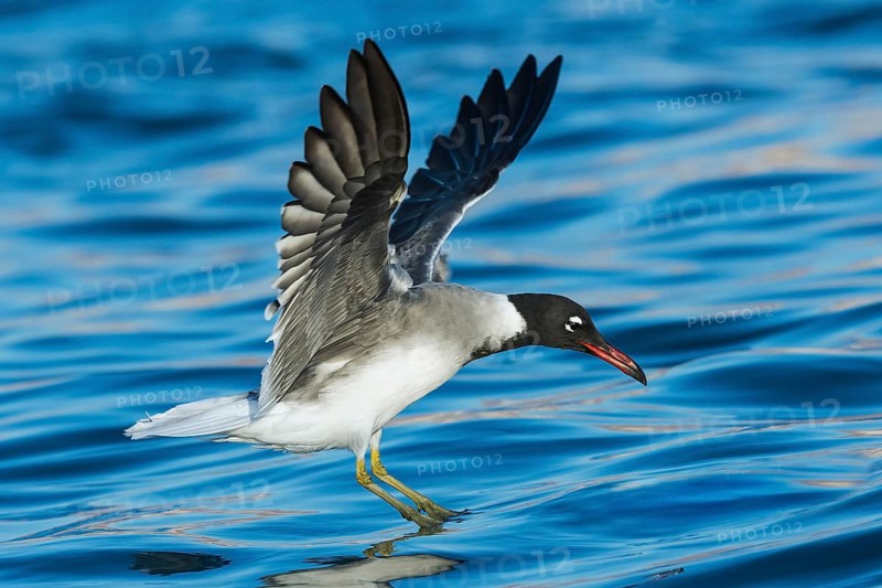 White-eyed Gull (Ichthyaetus leucophthalmus) flying, Eilat, Israel