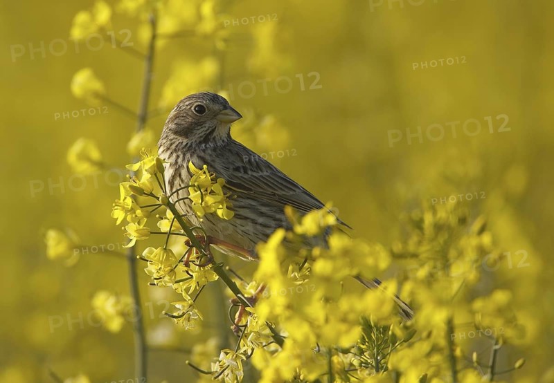 Corn Bunting (Emberiza calandra), Mecklenburg-Western Pomerania, Germany