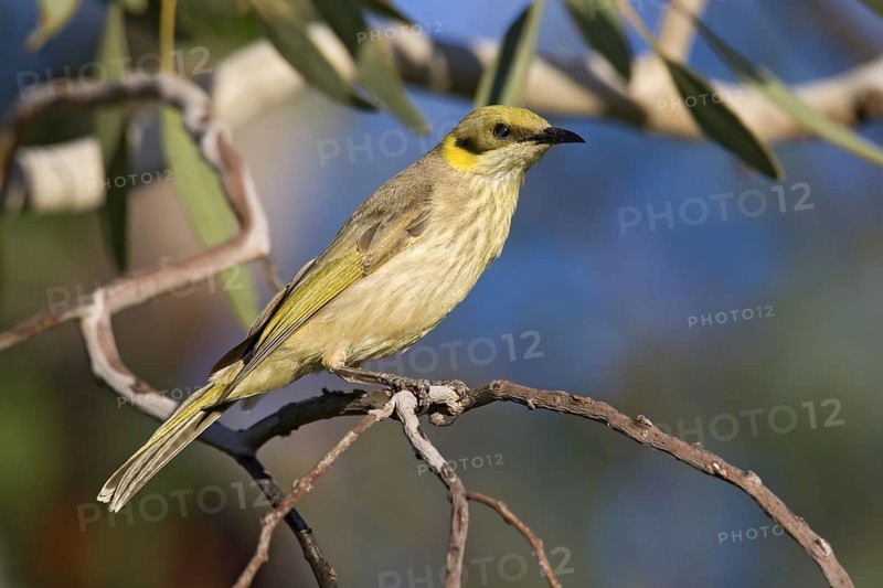 Grey-fronted Honeyeater (Ptilotula plumula), Kimberley, Western Australia, Australia