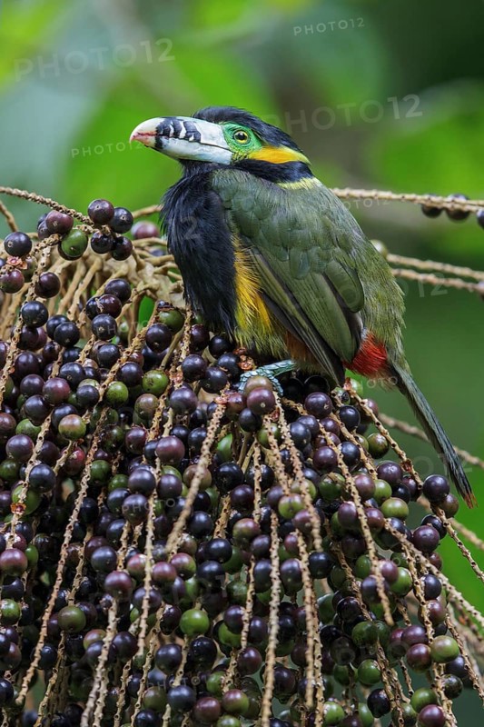 Spot-billed Toucanet (Selenidera maculirostris) feeding on palm fruits in the Atlantic rainforest of southeast Brazil