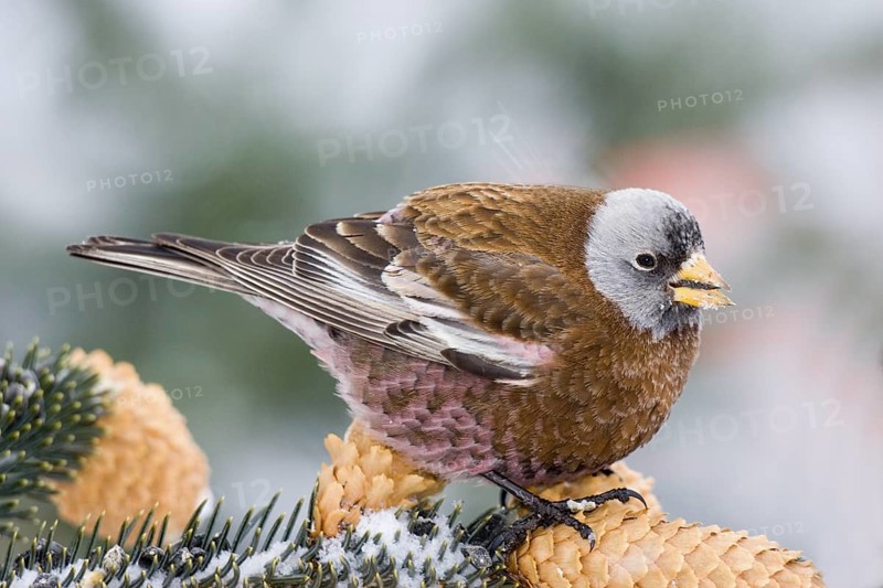 Gray-crowned Rosy-Finch Leucosticte tephrocotis littoralis Homer, Alaska, USA 28 February Adult FRINGILLIDAE Hepburn’s Rosy-Finch