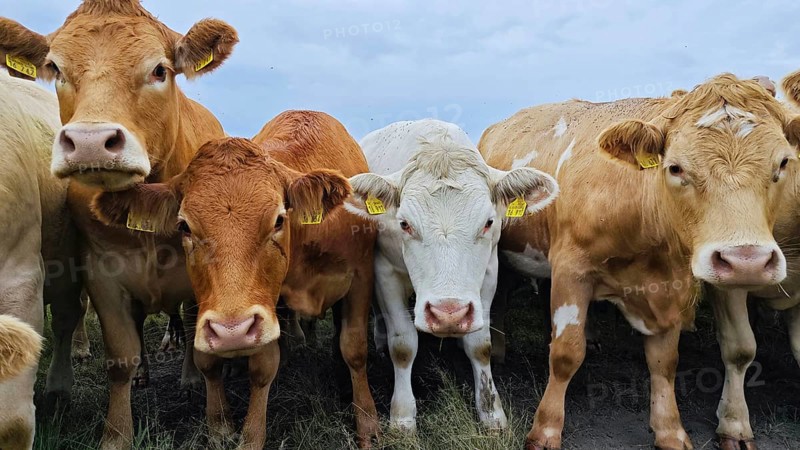 Cows (bos taurus) on the pasture looking directly into the camera, Franconian Forest nature park Park