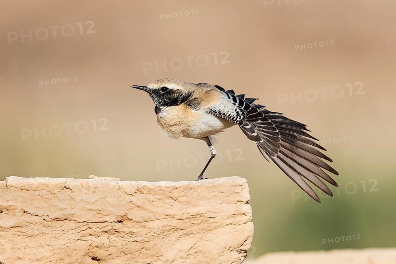 Desert Wheatear (Oenanthe deserti homochroa) male, Eilat, Israel