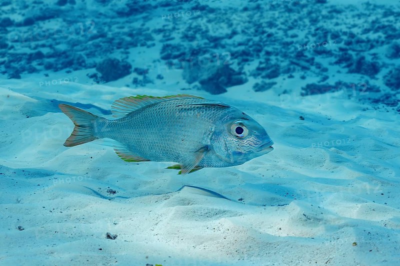 A Humpnose big-eye bream, Monotaxis grandoculis, swims gracefully over the sandy ocean floor in the crystal-clear waters of the Maldives, showcasing its vibrant hues