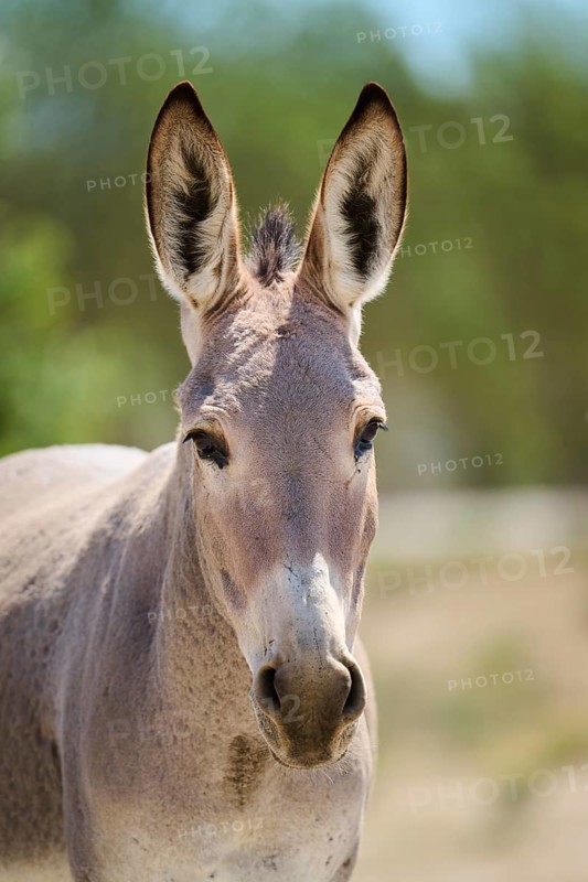 Donkey (Equus asinus), portrait, Spain