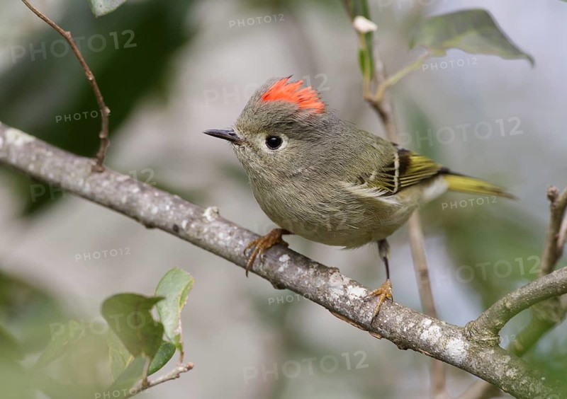 Ruby-crowned Kinglet (Regulus calendula), Texas, USA