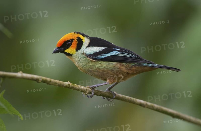 A Flame-faced Tanager at Sachatamia Lodge in Mindo, Ecuador