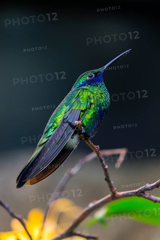 Sparkling violetear (Colibri coruscans), hummingbird sitting on branch, native to South America, captive, Germany