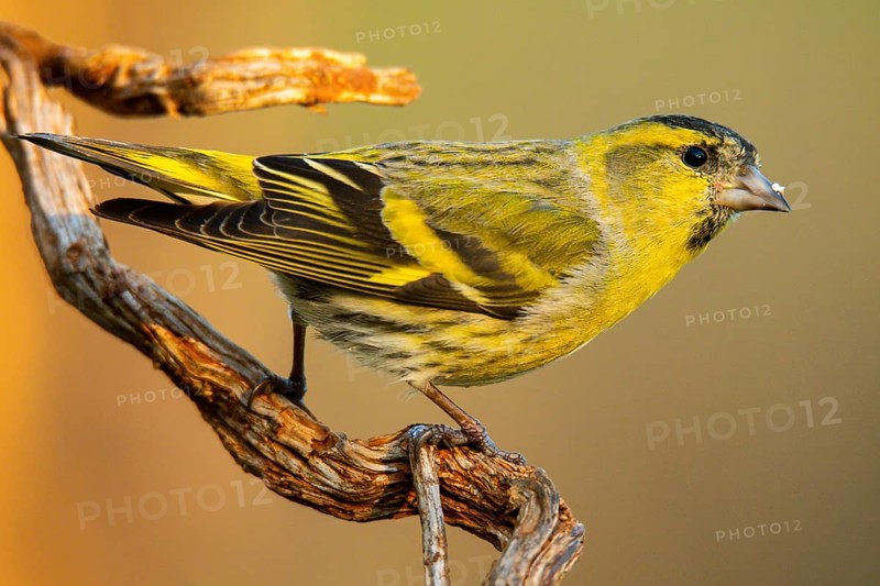 Close-up of a Eurasian Siskin, Spinus spinus, showcasing its vibrant yellow plumage and detailed feather patterns, perched on a rustic, twisted branch