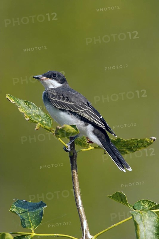 Eastern Kingbird Tyrannus tyrannus Oak Hammock Marsh, Manitoba, Canada 23 August Adult Tyrannidae
