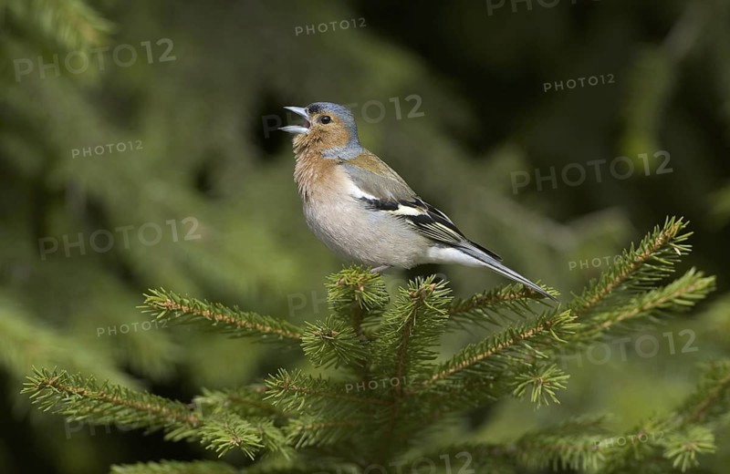 Common Chaffinch (Fringilla coelebs) male singing, Saxony, Germany