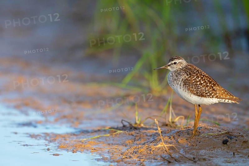 Wood sandpiper (Tringa glareola), Chevalier sylvain, Andarríos Bastardo, Raysut, Salalah, Sohar, Oman