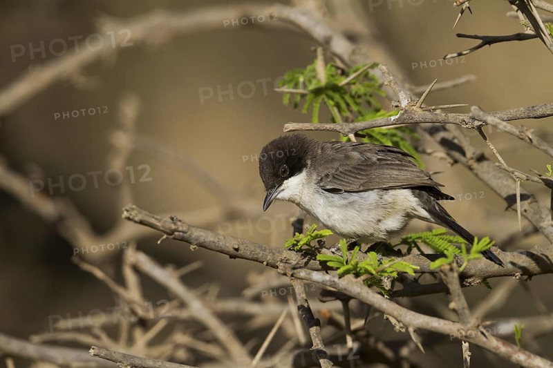 Arabian Warbler - Akaziengrasmücke - Sylvia leucmelaena ssp. leucomelaena, Oman