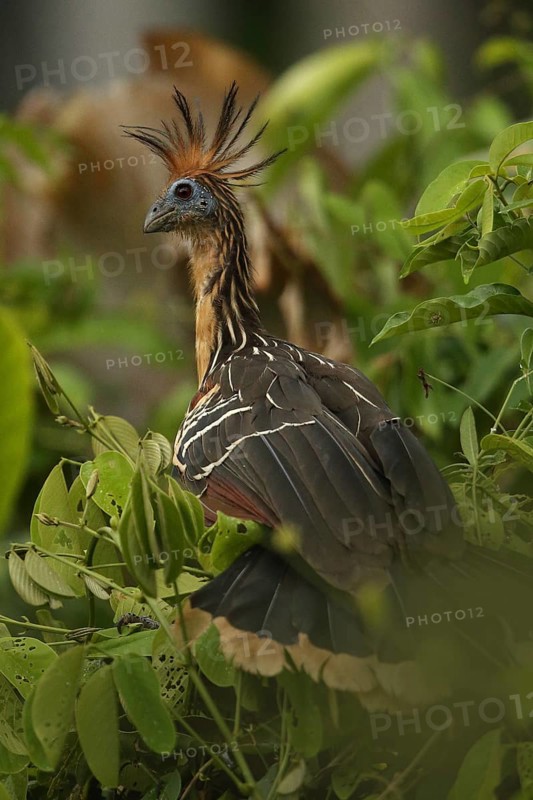 Hoatzin (Opisthocomus hoazin) perched in tree, Orinoco Delta, Venezuela